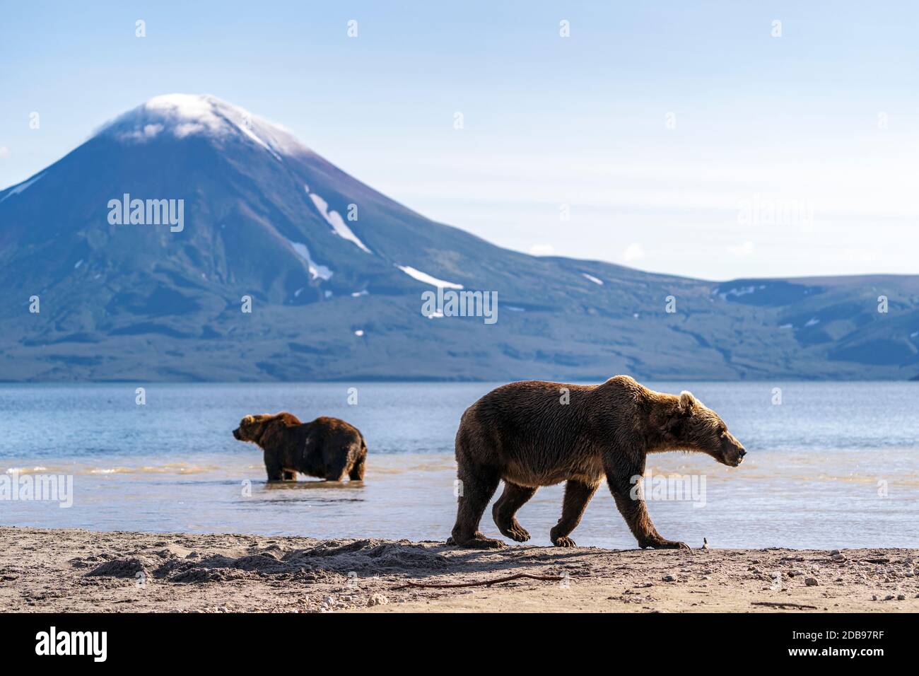 Brown bearsÃ‚Â (UrsusÃ‚Â arctos), KurileÃ‚Â See, Kamtschatka Halbinsel, Russland Stockfoto