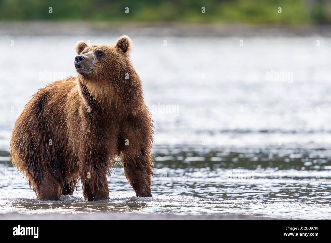 Brown bearÃ‚Â (UrsusÃ‚Â arctos), KurileÃ‚Â See, Kamtschatka Halbinsel, Russland Stockfoto