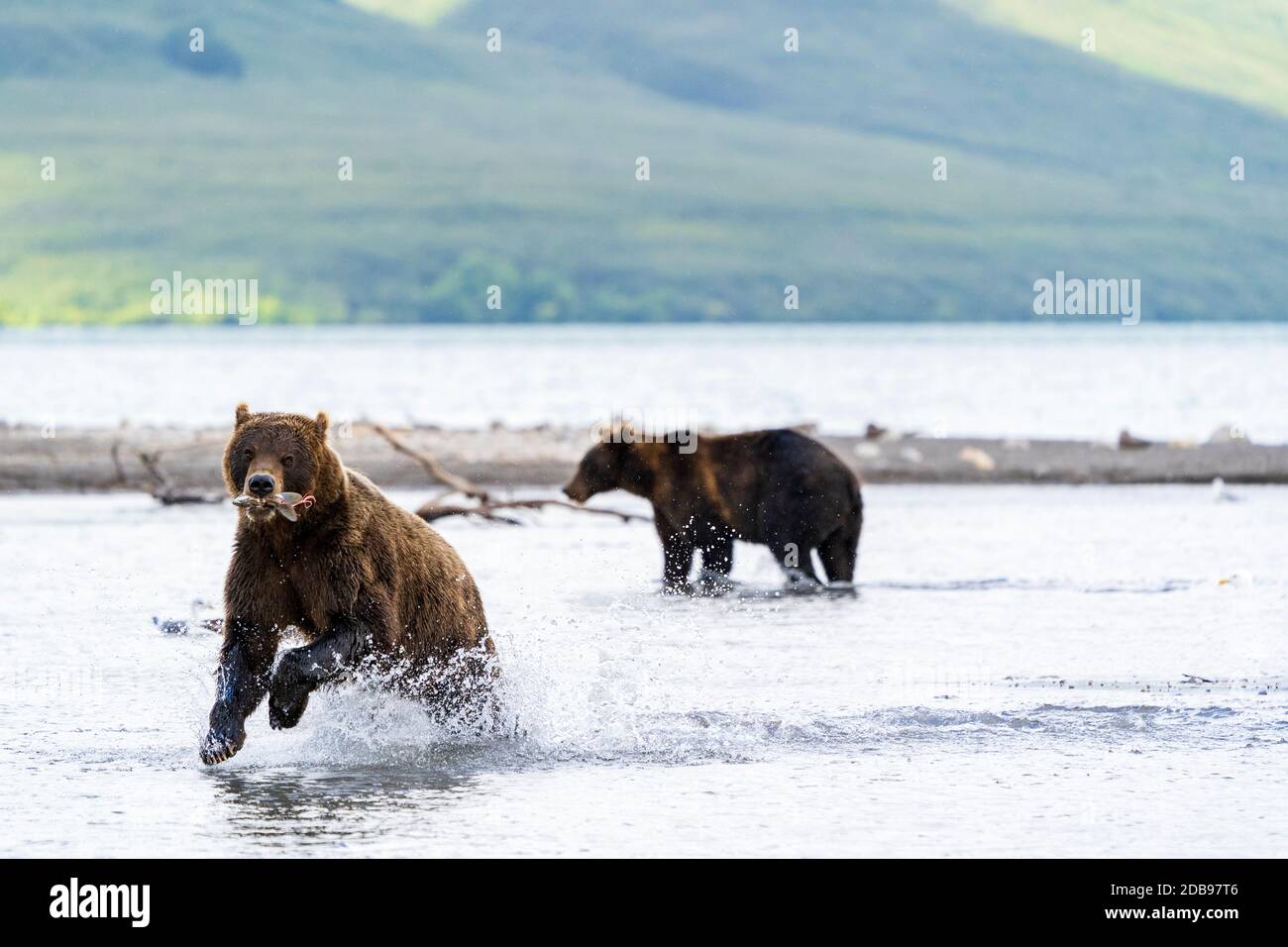 Brown bearsÃ‚Â (UrsusÃ‚Â arctos)Ã‚Â Angeln, KurileÃ‚Â See, Kamtschatka Halbinsel, Russland Stockfoto