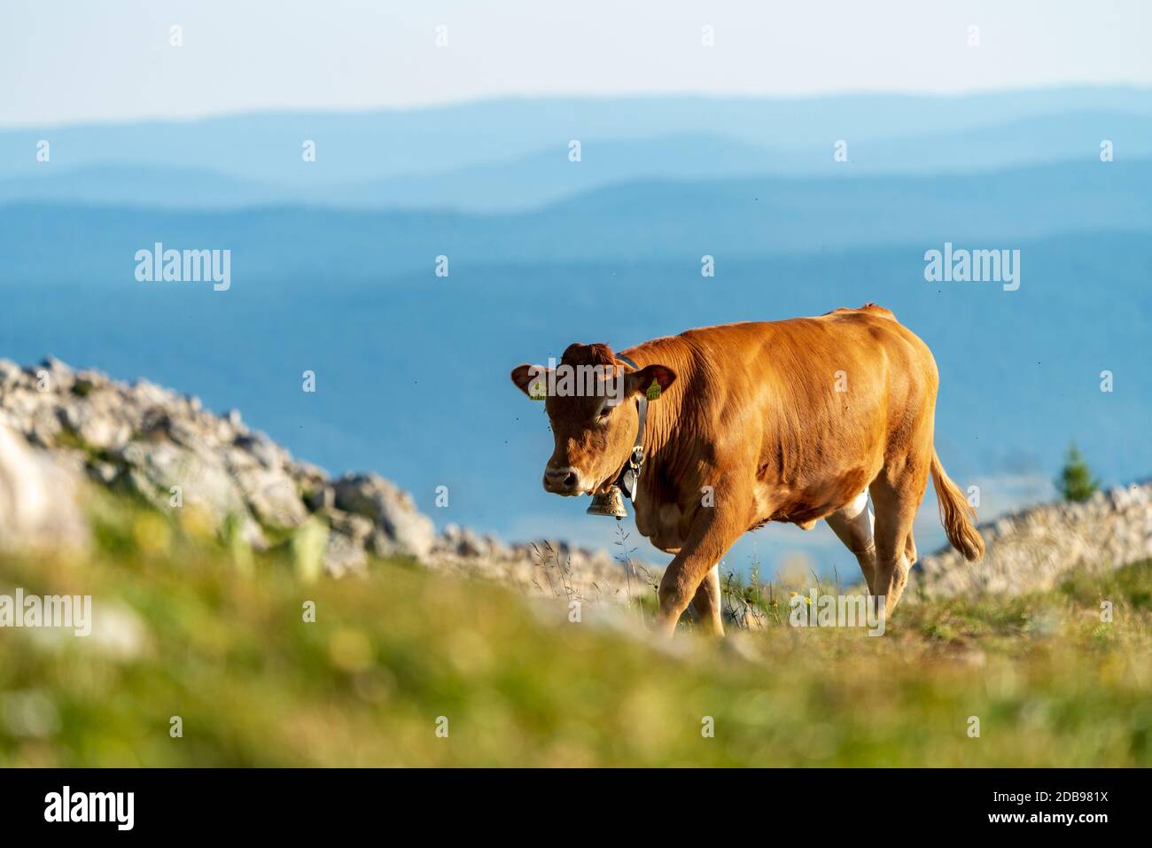 Kuh in den Bergen Stockfoto