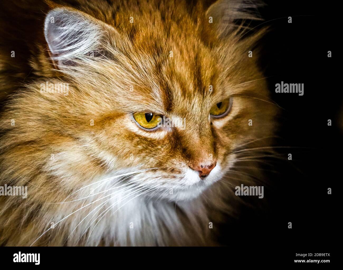 Ein Porträt einer ginger, flauschigen Katze Stockfoto