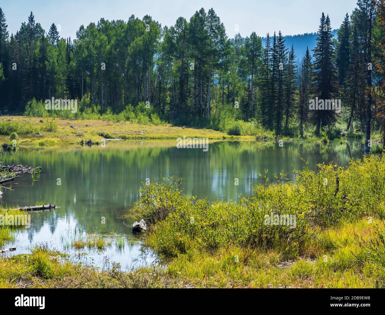Teich in der Nähe der alten Ranger Station, West Bench Trail, Grand Mesa, Colorado. Stockfoto