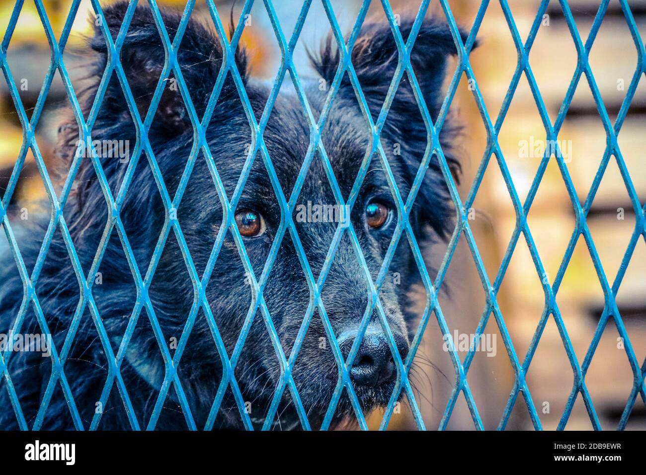 Schwarzer Hund hinter blauem Zaun Stockfoto