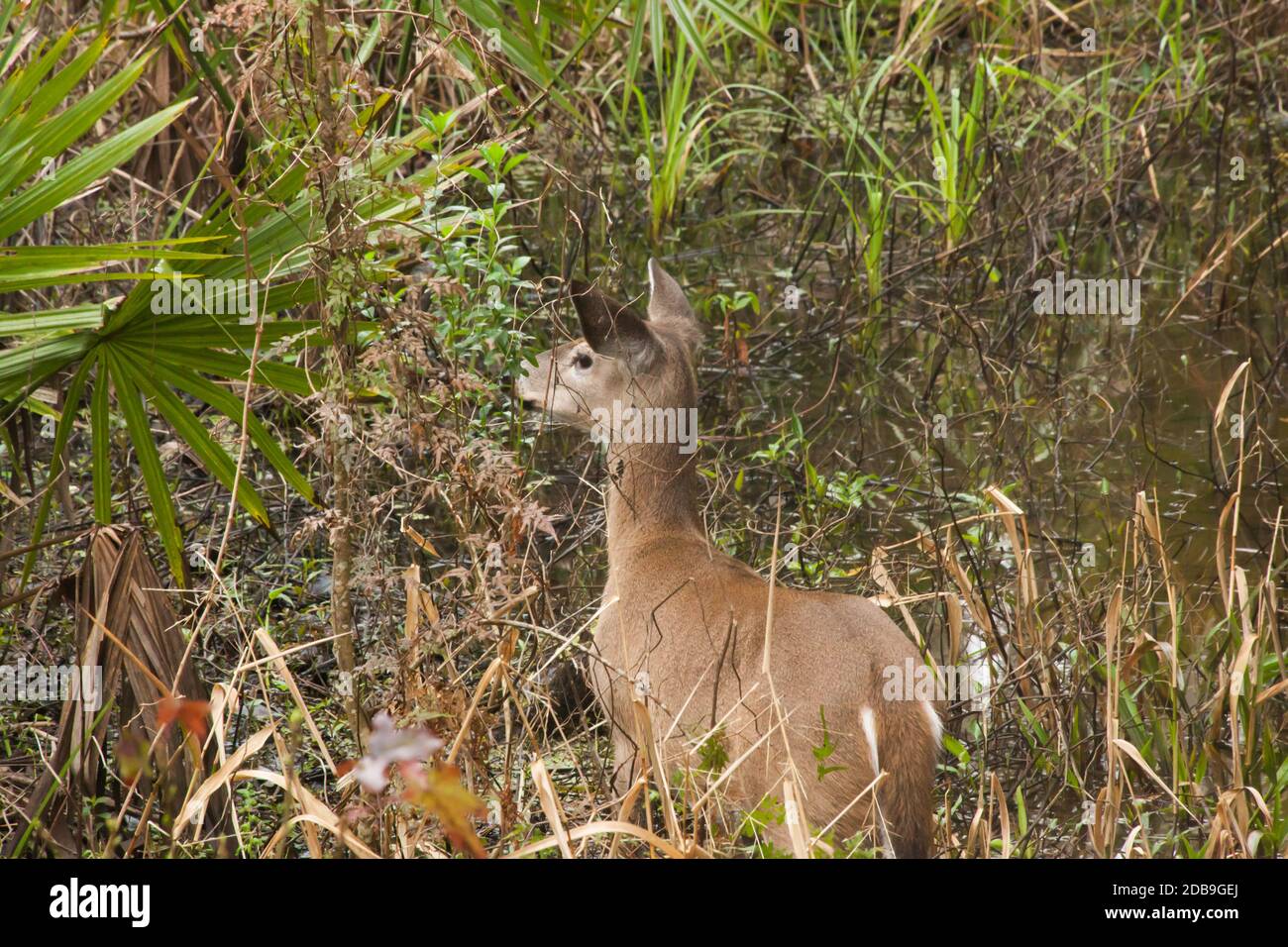 Hirsche im Dickicht draußen Stockfoto