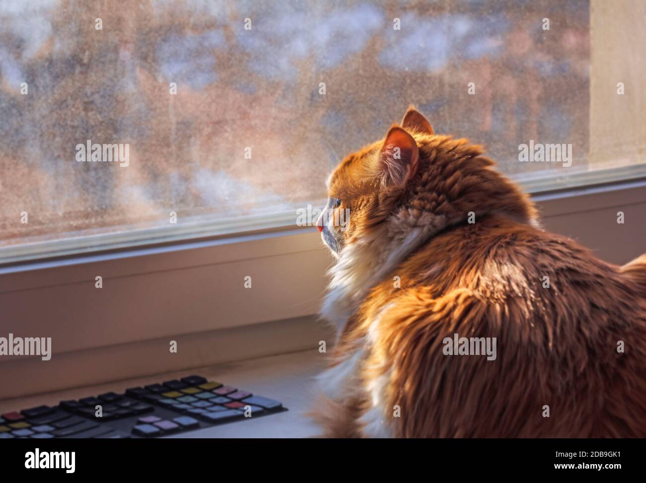 Hübsche Erwachsene rote Katze am Fenster zu Hause Stockfoto