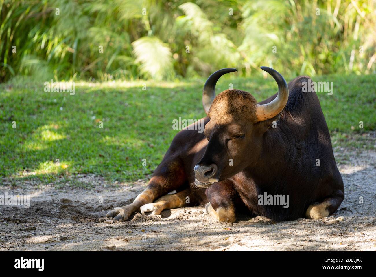 Indian Gaur Legen ruhende Pose im Schatten Wildtierfotografie Stockfoto