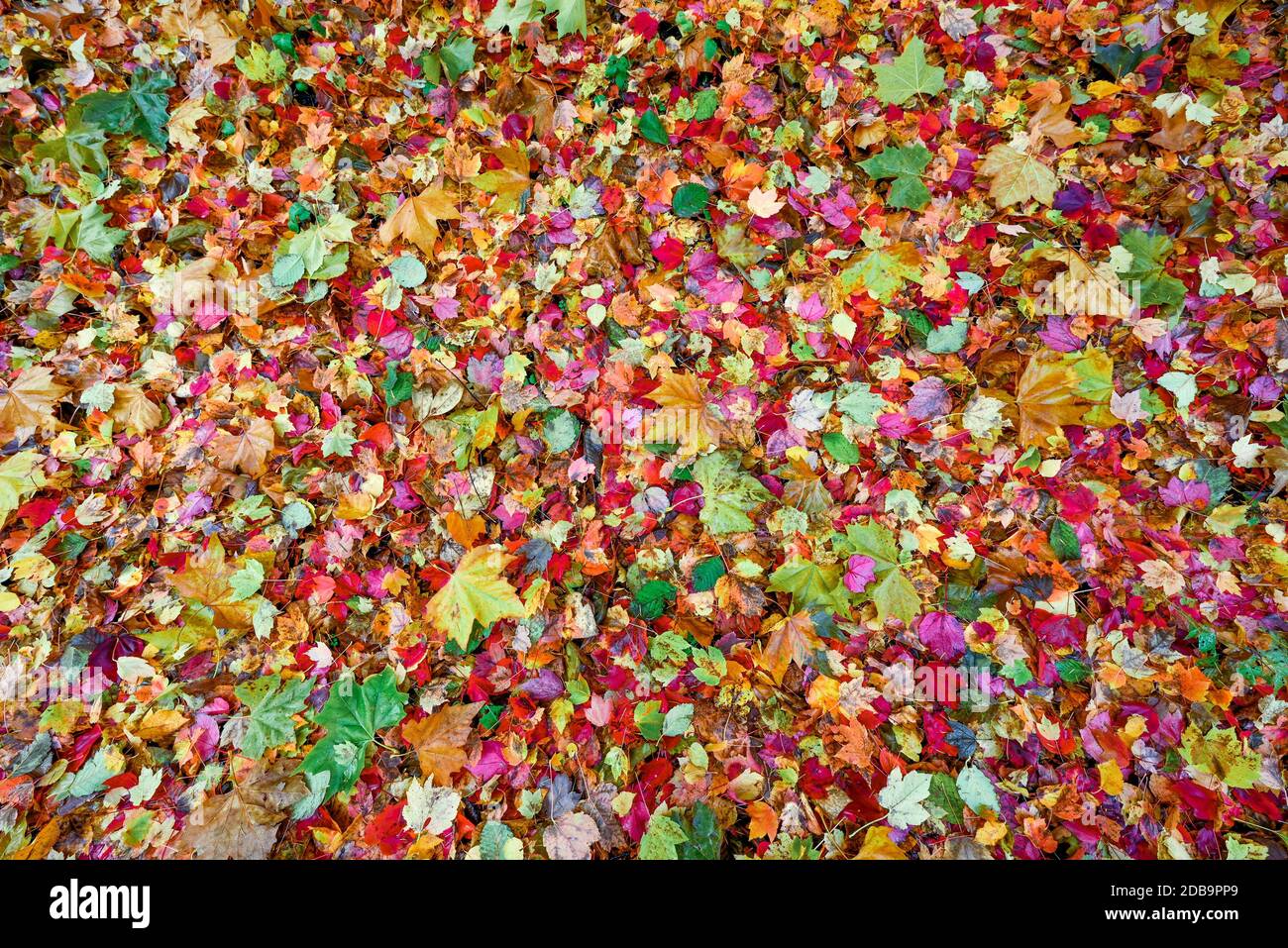 Gemischte Laub, Herbstblätter auf dem Boden. Stockfoto