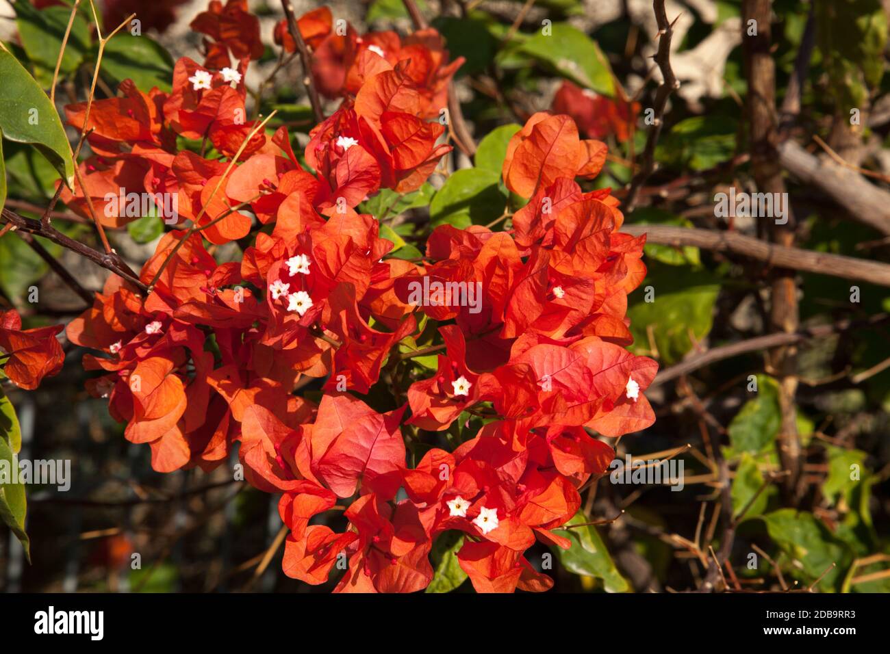 Rote Blumen in der Sonne Stockfoto