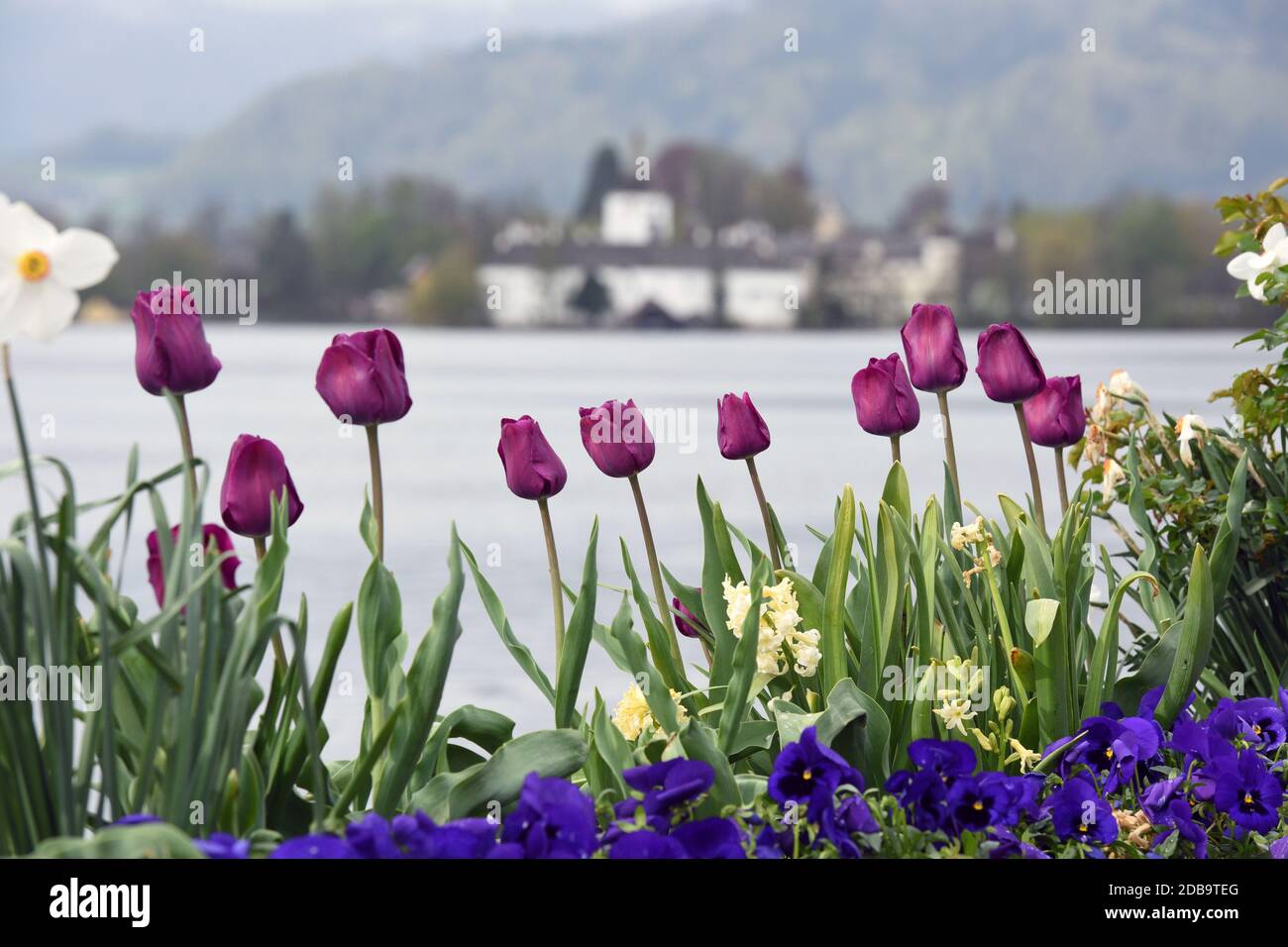 Das Seeschloss Ort am Traunsee in Gmunden mit Tulpen im Vordergrund (Salzkammergut, Bezirk Gmunden, Oberösterreich, Österreich) - das Schloss Ort in La Stockfoto