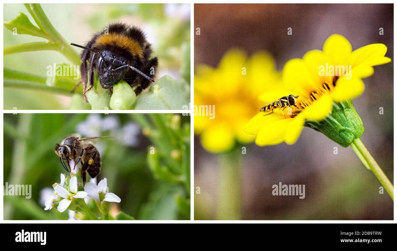 Collage aus drei Bildern in Nahaufnahme einer Biene Auf Blumen Stockfoto