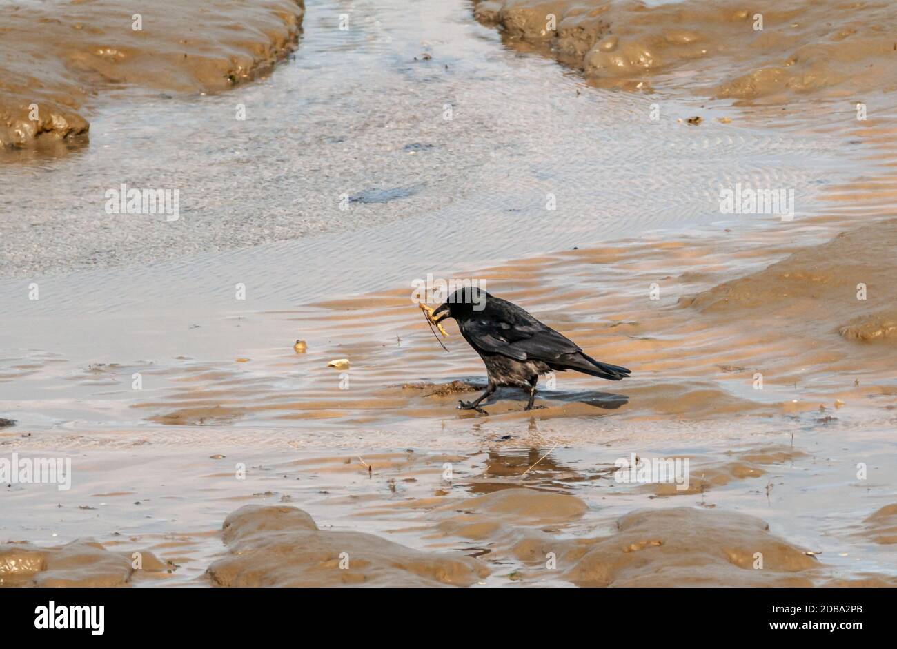 Raven Stockfoto