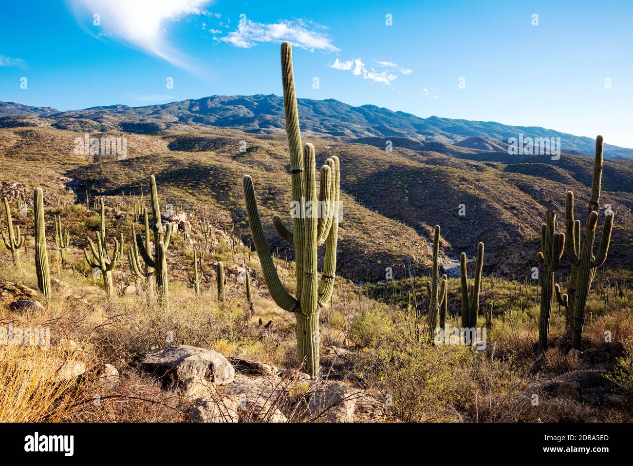 Giant Saguaro Cactus (Carnegiea gigantea), Redington Pass, Tucson, Arizona, USA Stockfoto