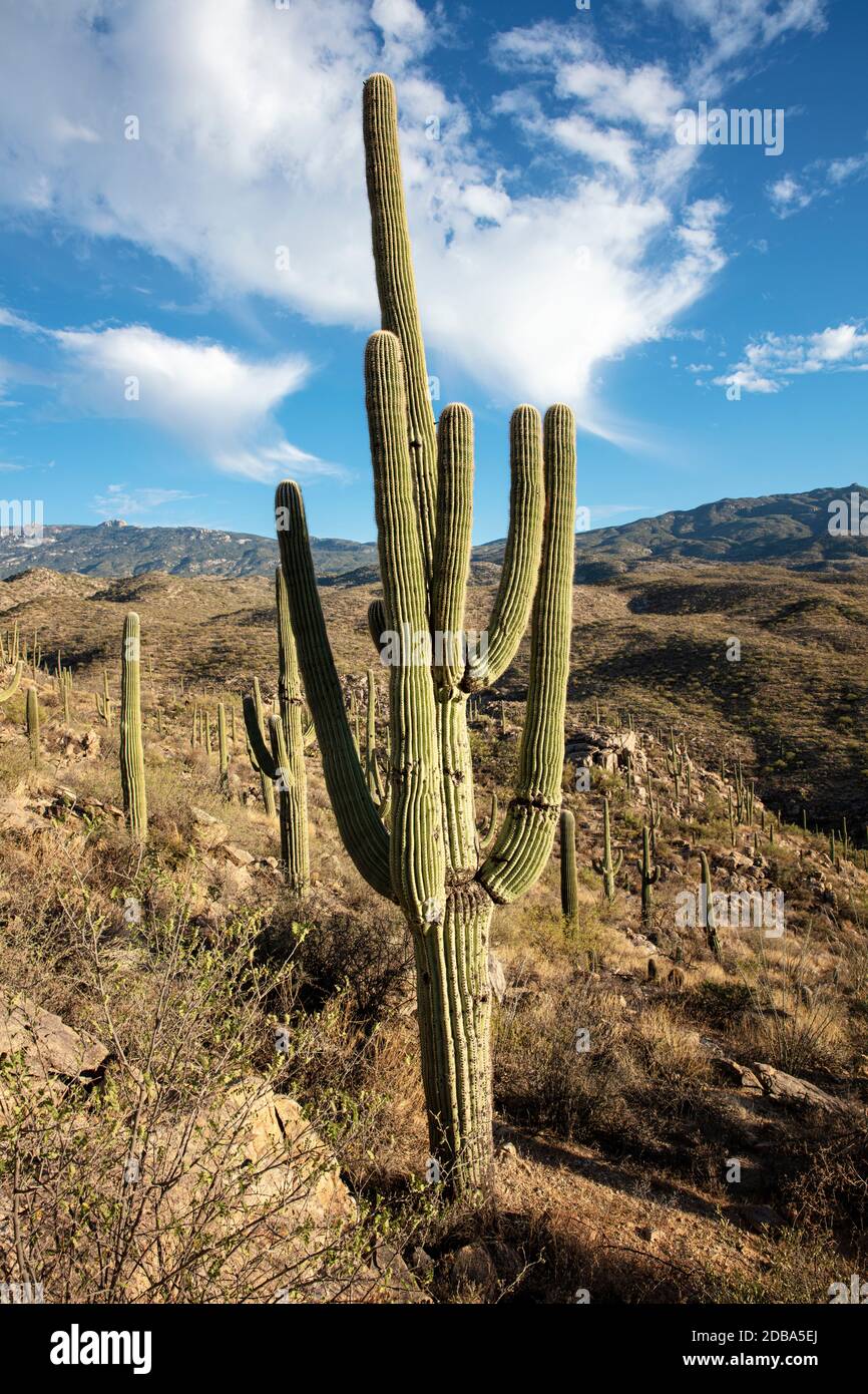 Giant Saguaro Cactus (Carnegiea gigantea), Redington Pass, Tucson, Arizona, USA Stockfoto