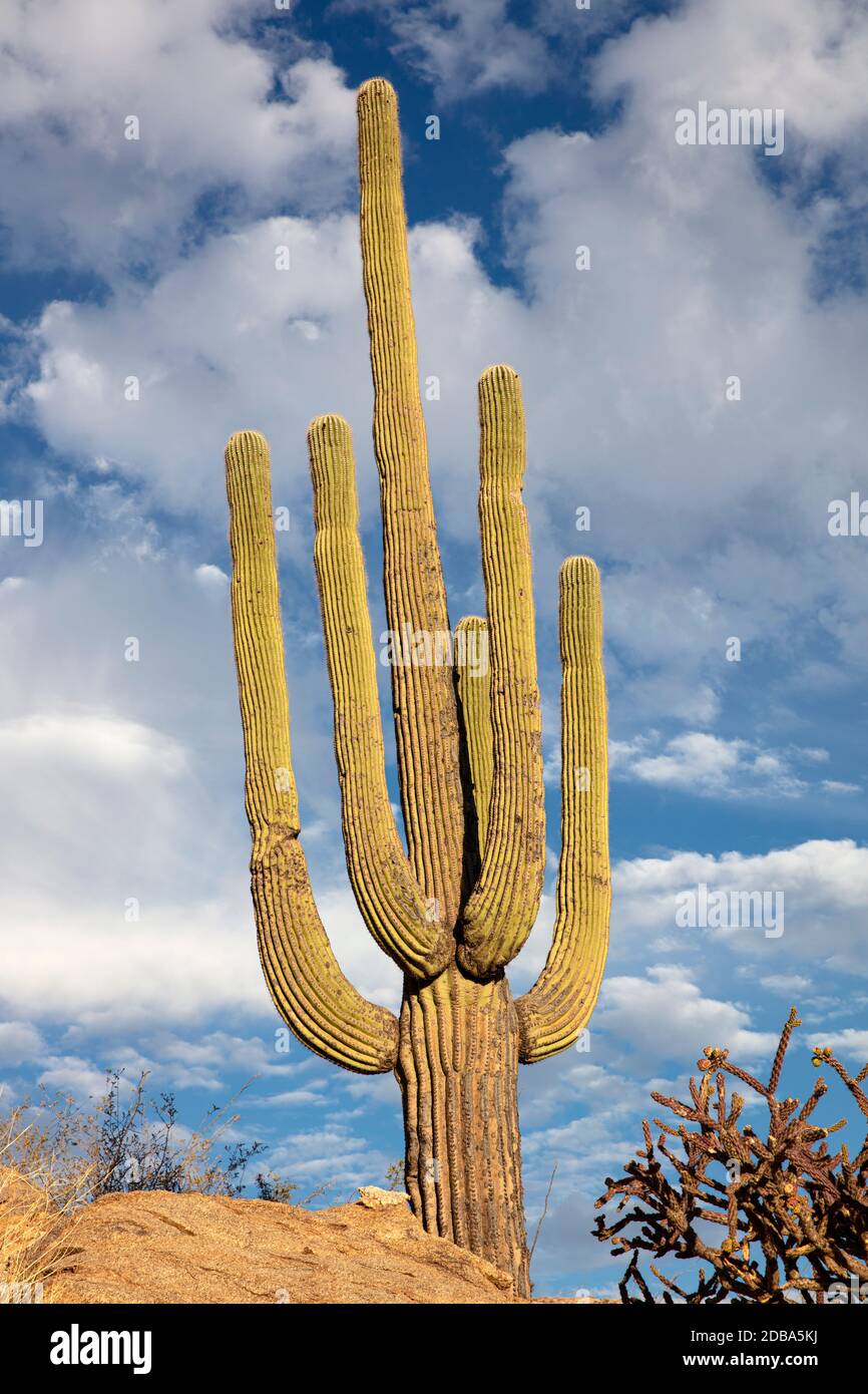 Giant Saguaro Cactus (Carnegiea gigantea), isoliert gegen einen schönen Himmel, Redington Pass, Tucson, Arizona, USA Stockfoto