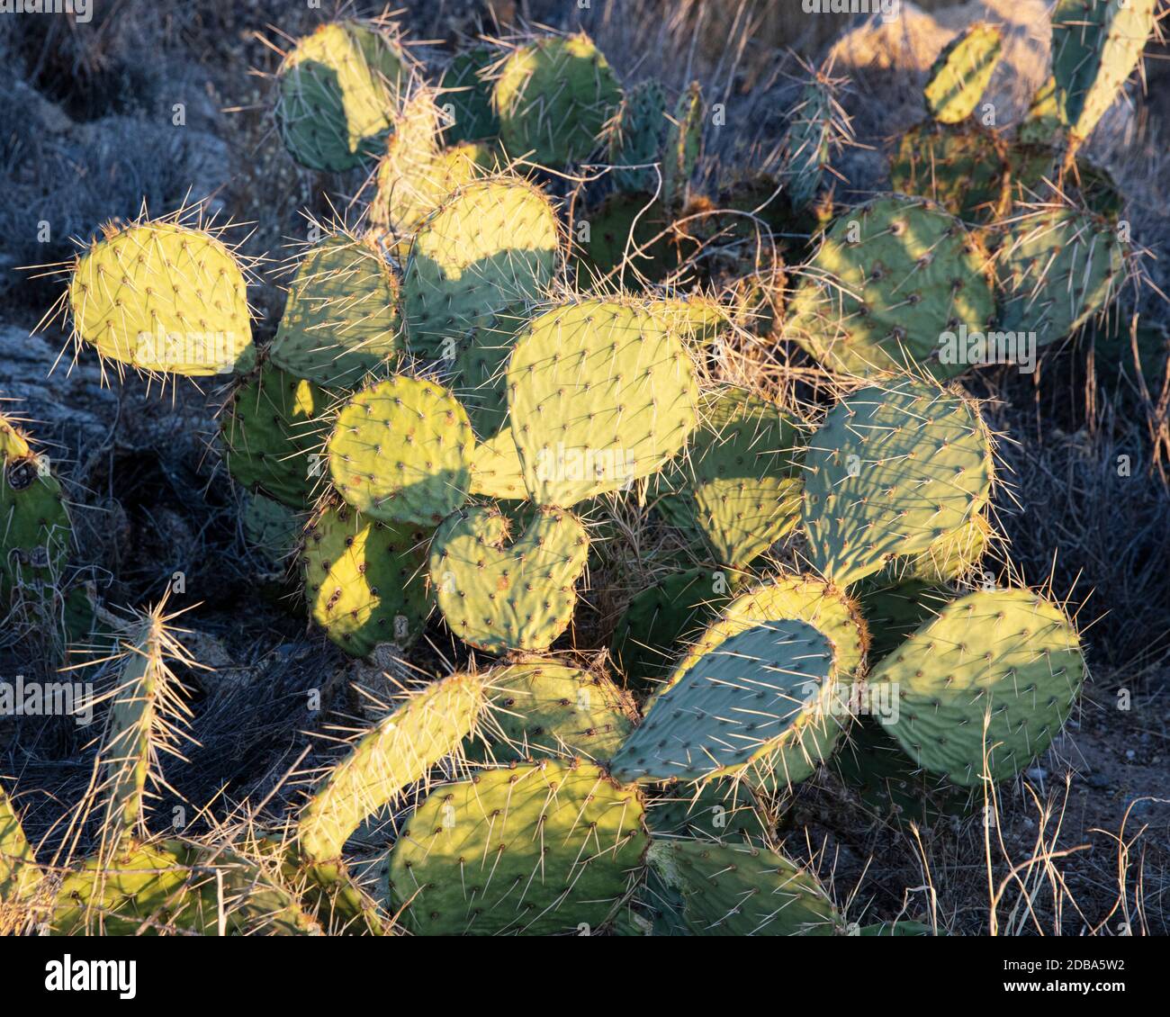 Opuntia Kaktus, auch Kaktus genannt Kaktus oder Paddelkaktus, glühend in der späten Nachmittagssonne. Tucson, Arizona, USA Stockfoto