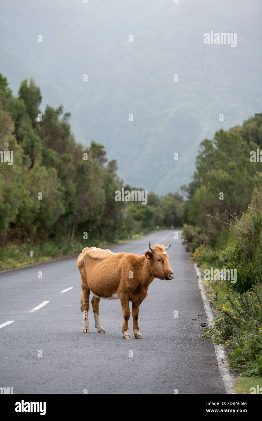 Eine Kuh an der Bergstraße im Hochland von Ribeira da Janela auf der Insel Madeira im Atlantischen Ozean von Portugal. Madeira, Porto Moniz, Apr Stockfoto