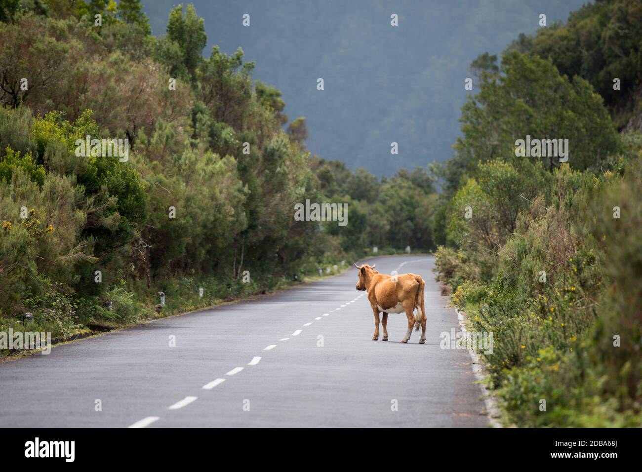 Eine Kuh an der Bergstraße im Hochland von Ribeira da Janela auf der Insel Madeira im Atlantischen Ozean von Portugal. Madeira, Porto Moniz, Apr Stockfoto