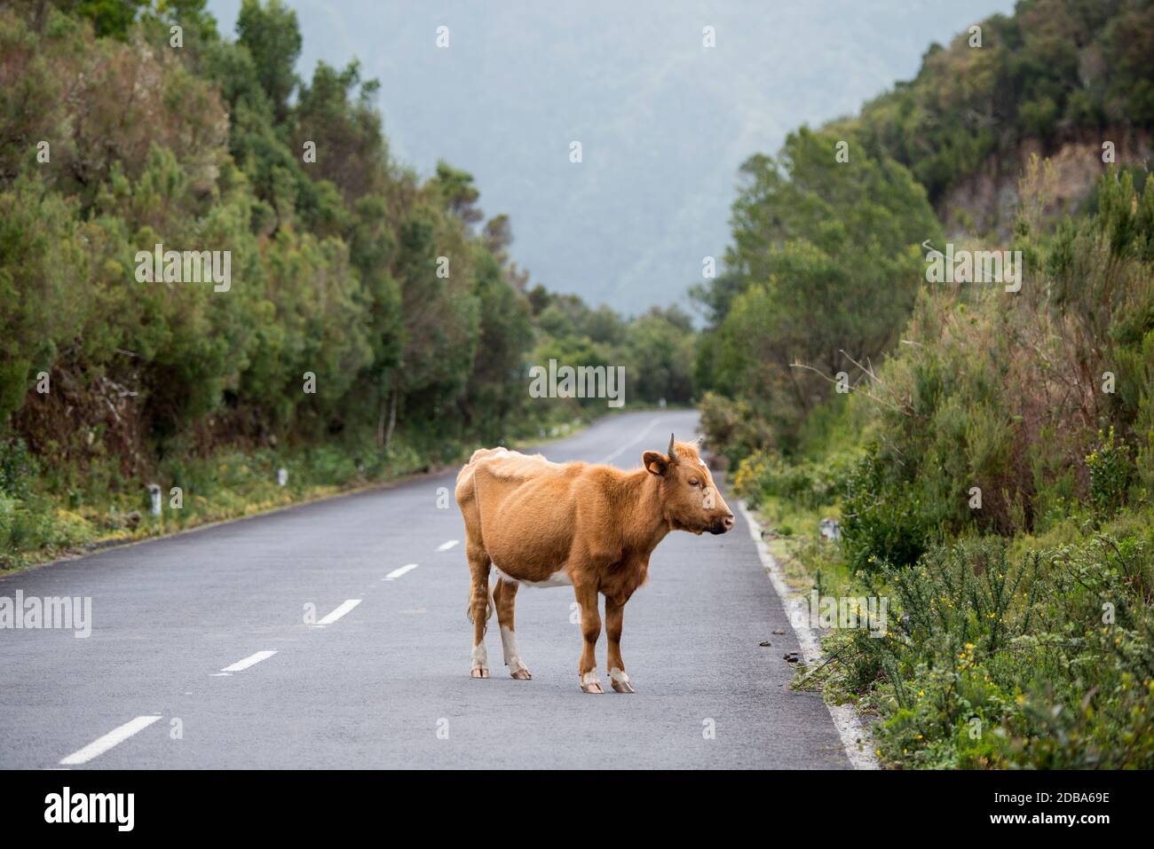 Eine Kuh an der Bergstraße im Hochland von Ribeira da Janela auf der Insel Madeira im Atlantischen Ozean von Portugal. Madeira, Porto Moniz, Apr Stockfoto