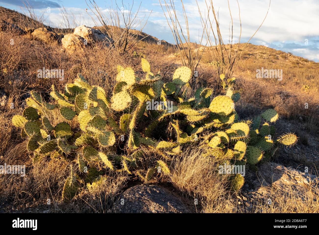 Kaktus aus stacheligen Birnen (Opuntia), in der späten Nachmittagssonne, Redington Pass, Tucson, Arizona, USA Stockfoto