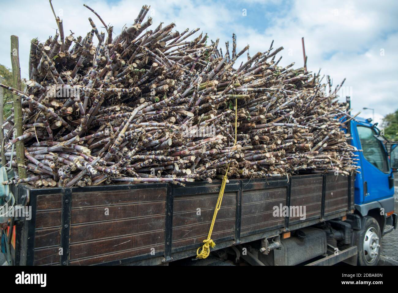 Zuckerrohr auf einem LKW in der Rum Factory in Porto da Cruz an der Küste bei Ost-Madeira auf der Insel Madeira in Portugal. Portugal, Madeira, 2. April Stockfoto