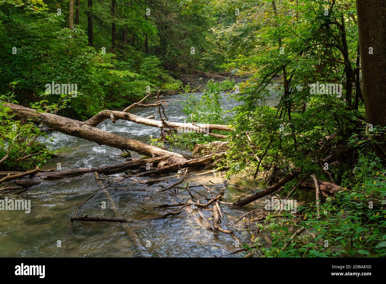 Lower Decew Conservation Area Ontario Kanada Stockfoto