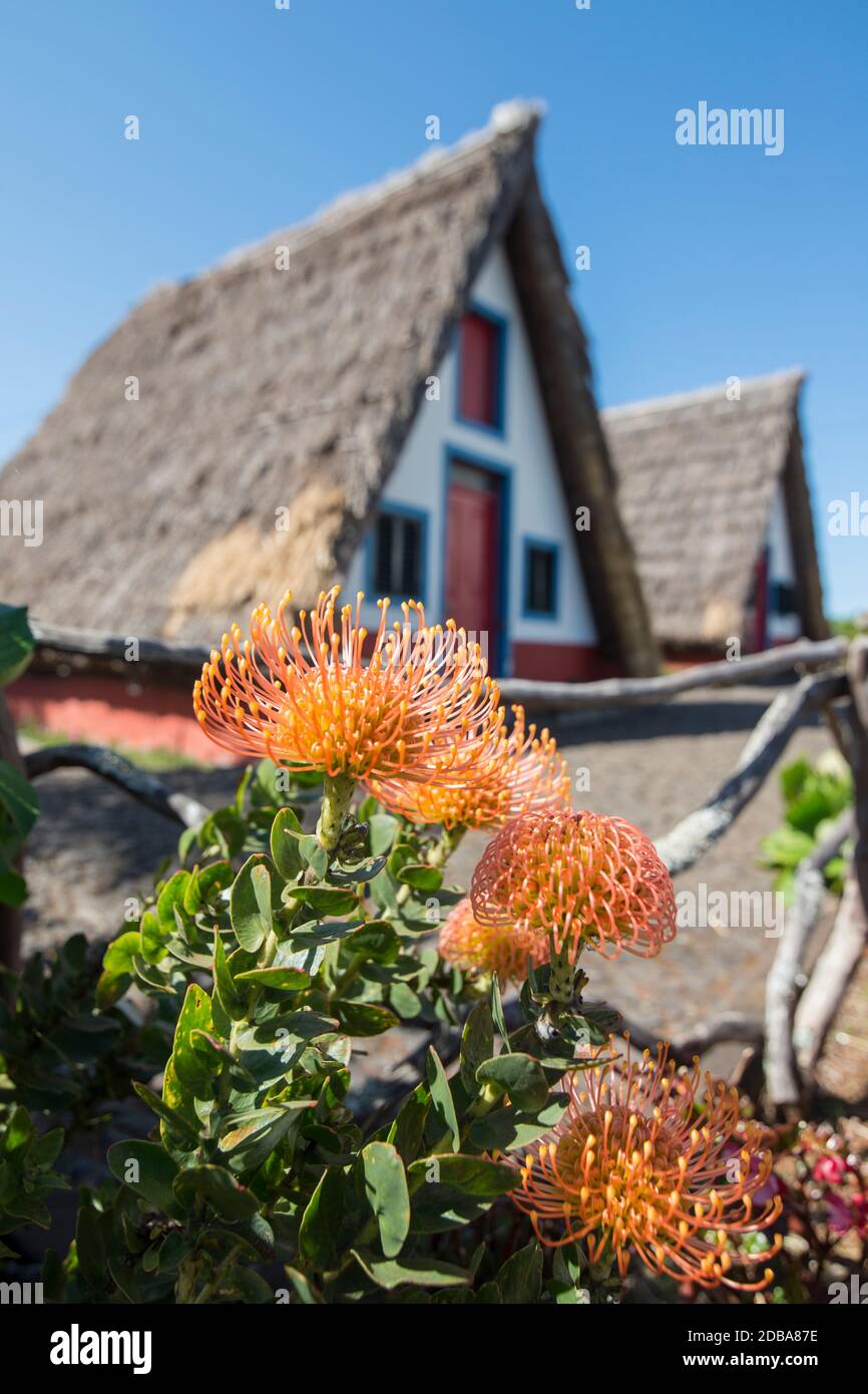 Das traditionelle Santana Haus oder Casas de Colmo in der Stadt Santana im Norden der Insel Madeira von Portugal. Portugal, Madeira, April 2018 Stockfoto