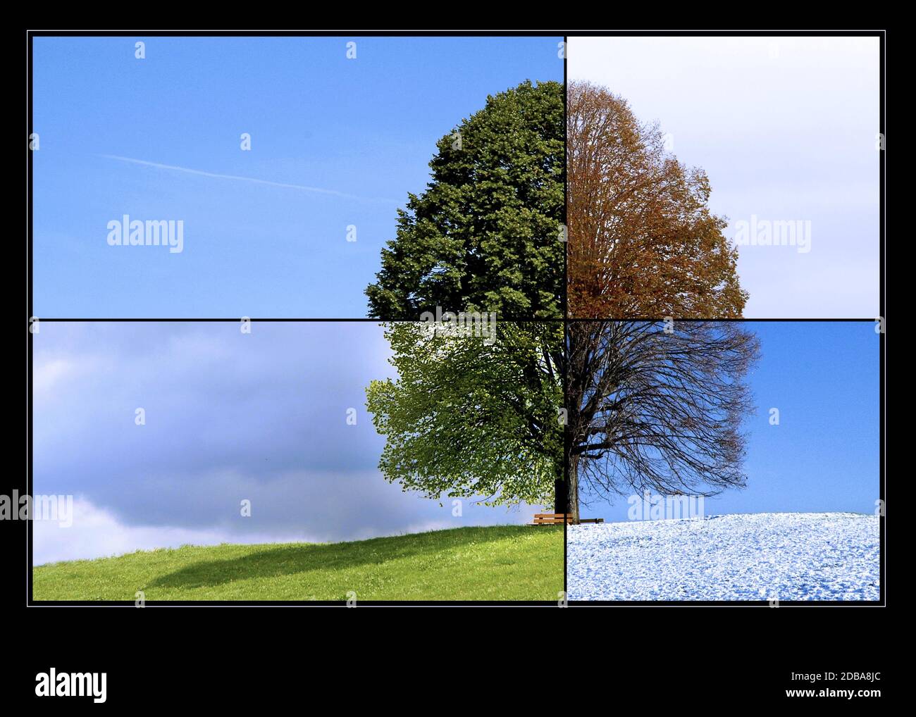 Lindenbaum im Wechsel der Jahreszeiten Stockfoto
