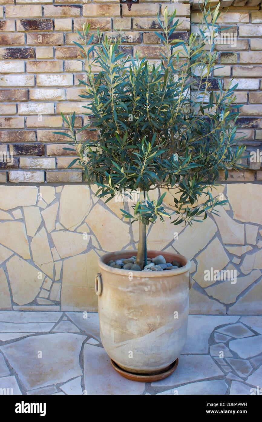 Olivenbaum in Terrakotta-Topf Stockfotografie - Alamy