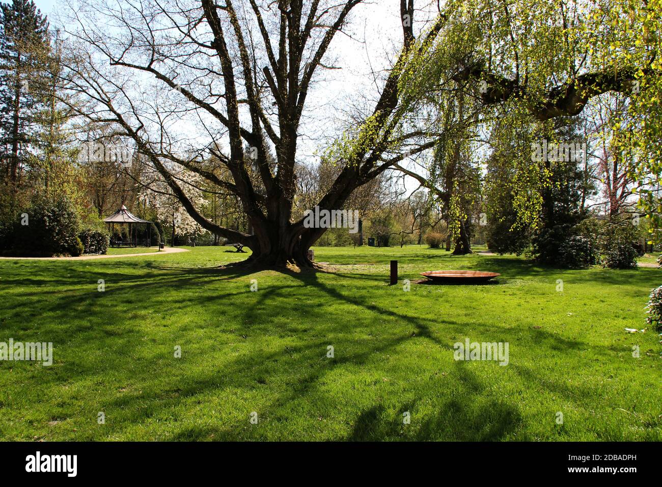 Ein großer Baum in einem Park Stockfoto
