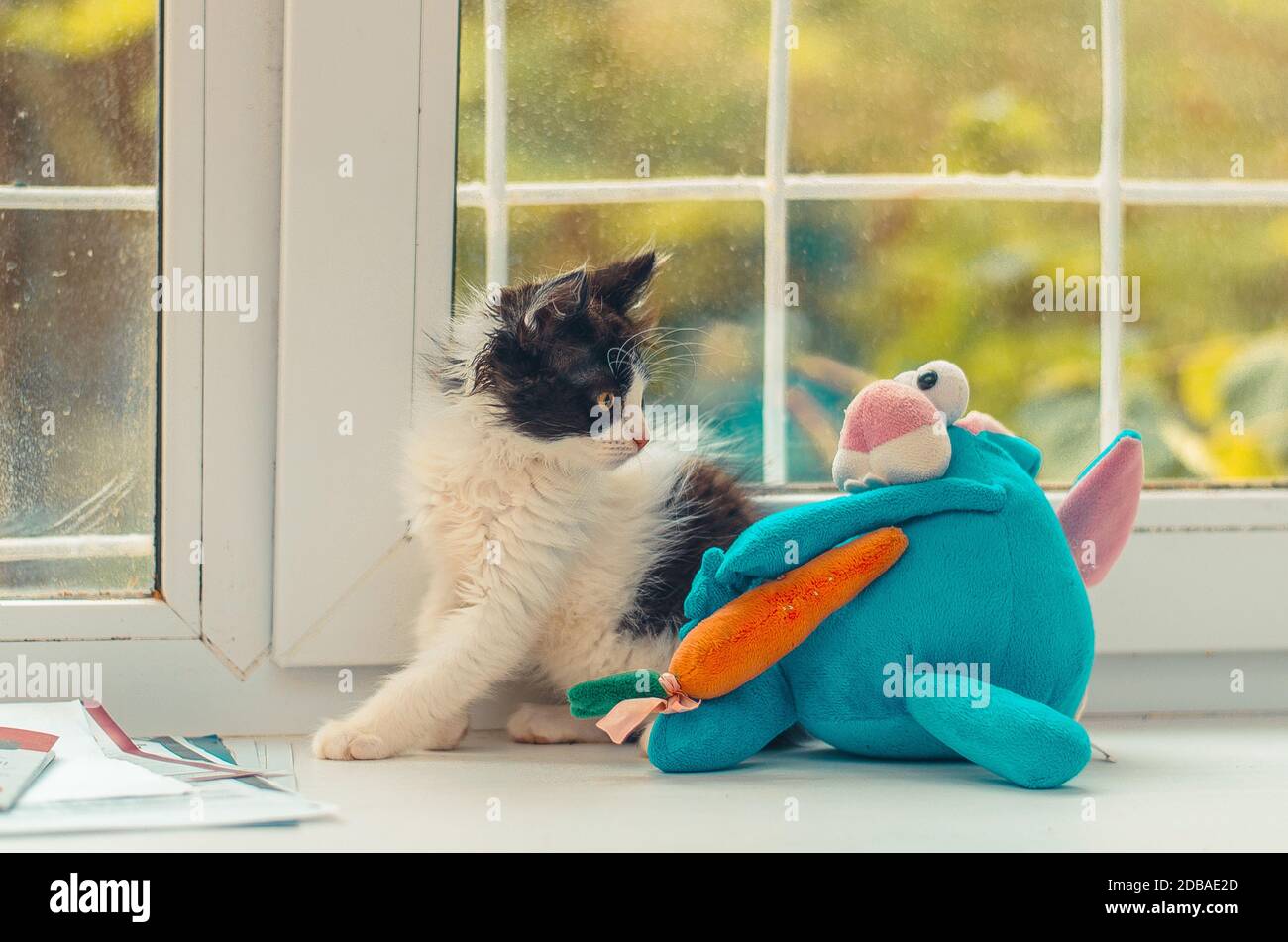 Liebenswerte schottische Falter Katzen-Fensterpflanze glücklich Stockfoto