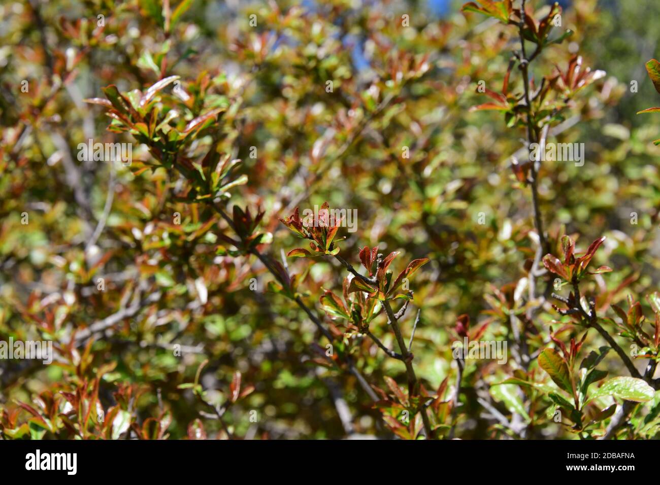 Frische Triebe auf Granatapfelstrauch, Provinz Alicante, Costa Blanca, Spanien Stockfoto