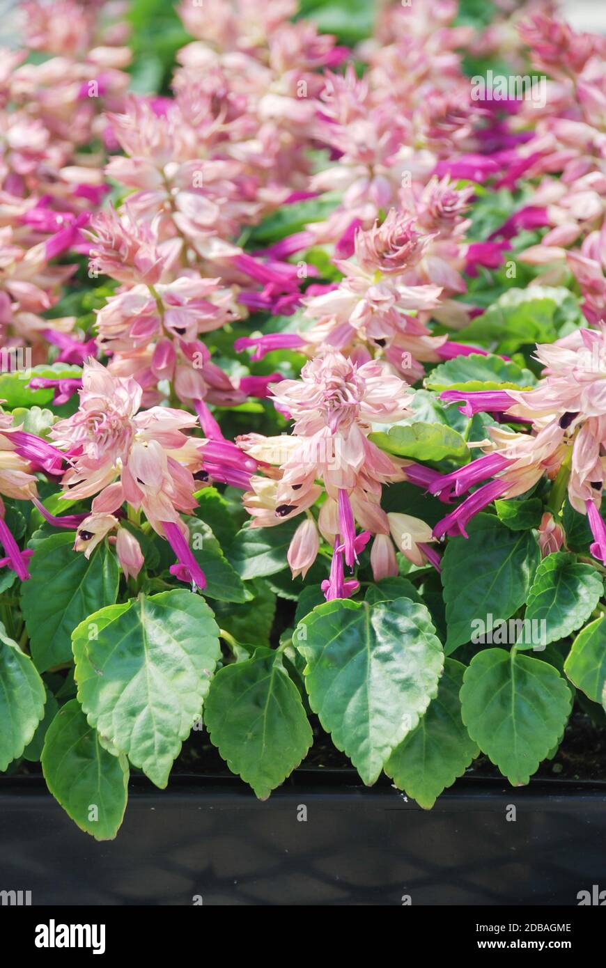 Lila Bicolor Salvia Splendens Lila Blumentopf Pflanzen In Der Schwarzen Schale Stockfotografie Alamy