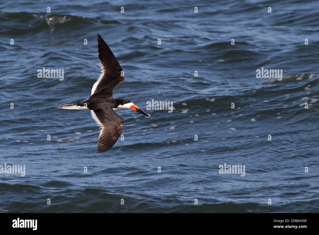 Black Skimmer (Rynchops niger) fliegend, Long Island, New York Stockfoto