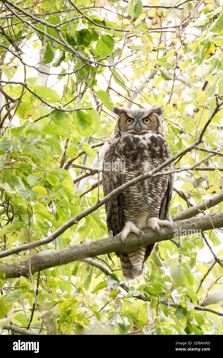 Große gehörnte Eule (Bubo virginianus), die in einem Baum thront, Long Island, New York Stockfoto