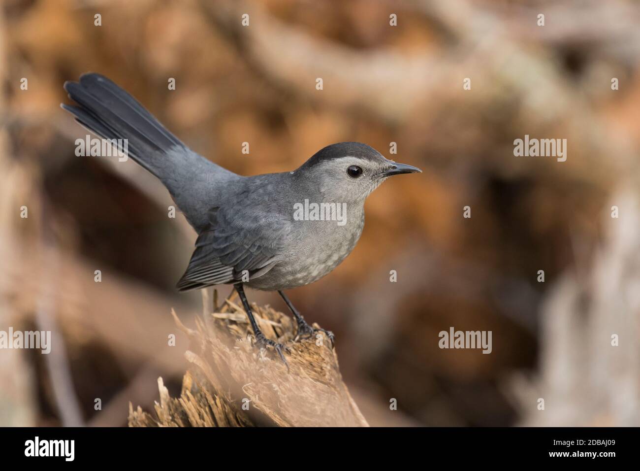 Grauer Catbird (Dumetella carolinensis) auf einem Holzstück, Long Island, New York Stockfoto