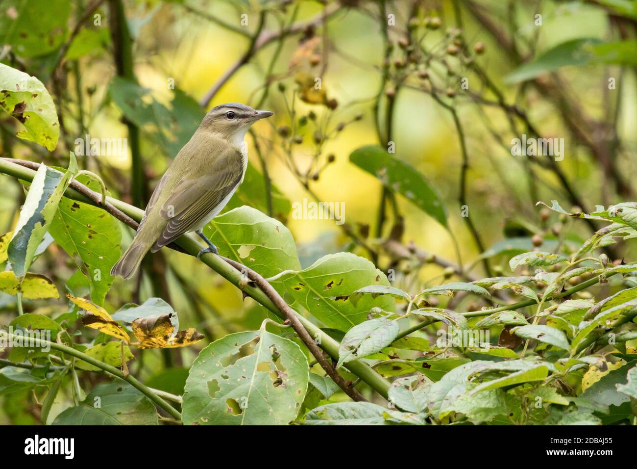 Rotäugiger Vireo (Vireo olivaceus), der auf einem Zweig, Long Island, New York, thront Stockfoto