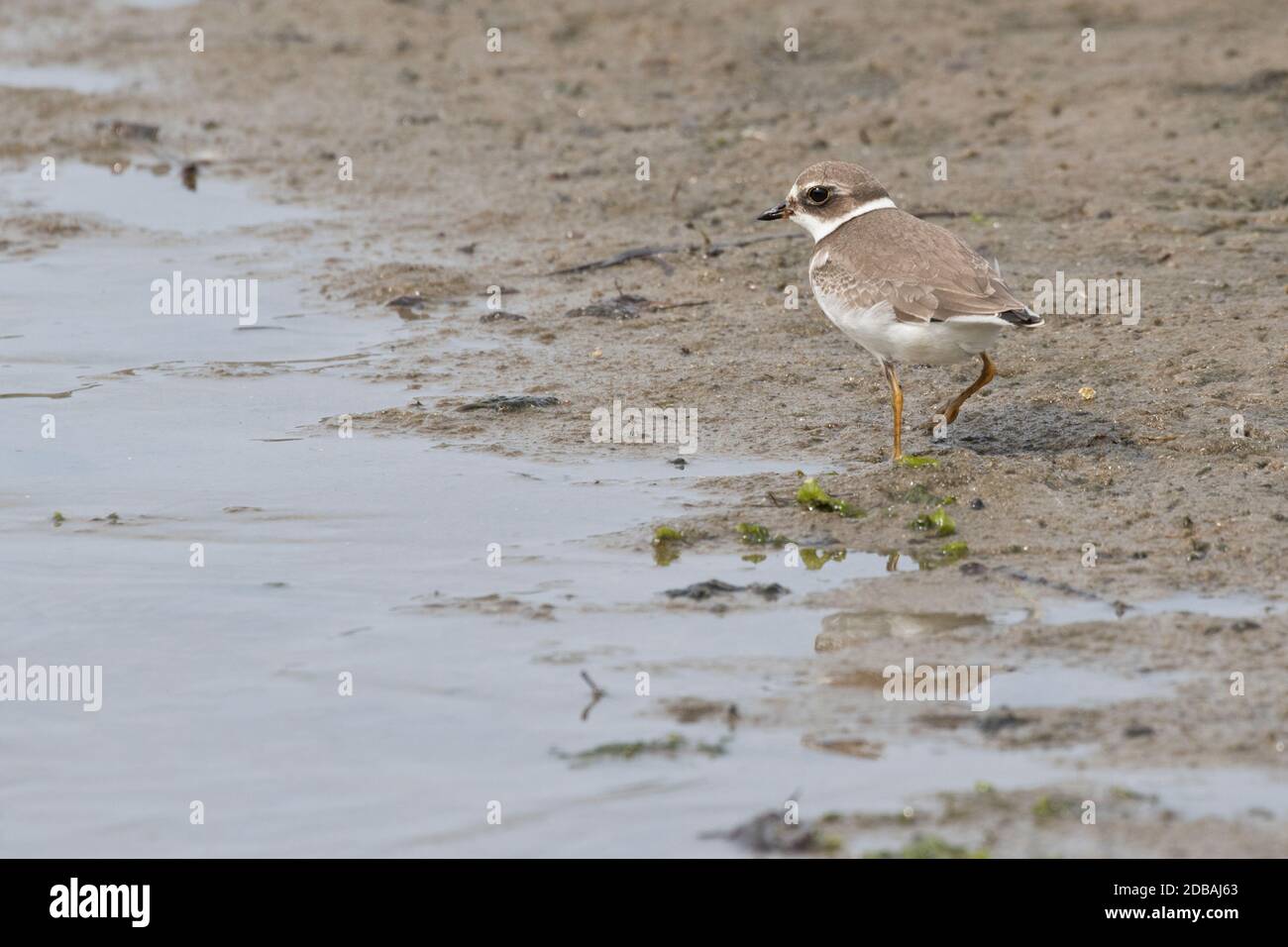 Semipalmated Plover (Charadrius semipalmatus) auf der Nahrungssuche auf dem Wattenmeer, Long Island, New York Stockfoto