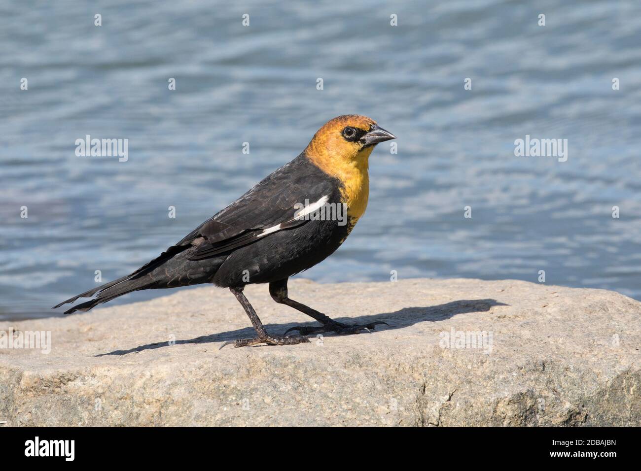 Gelbkopf-Schwarzvogel (Xanthocephalus xanthocephalus), ein seltener Besucher in Queens, New York, USA Stockfoto