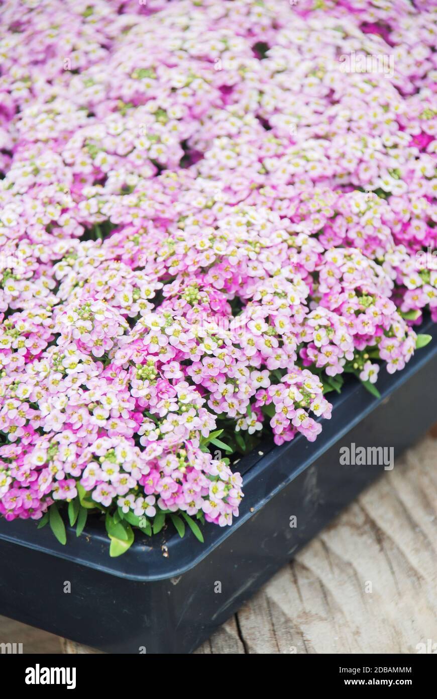 Alyssum blüht. Alyssum in süßen Farben. Alyssum in einem schwarzen Tablett auf Holztisch, in einer dichten Erdung in einem Gewächshaus. Stockfoto