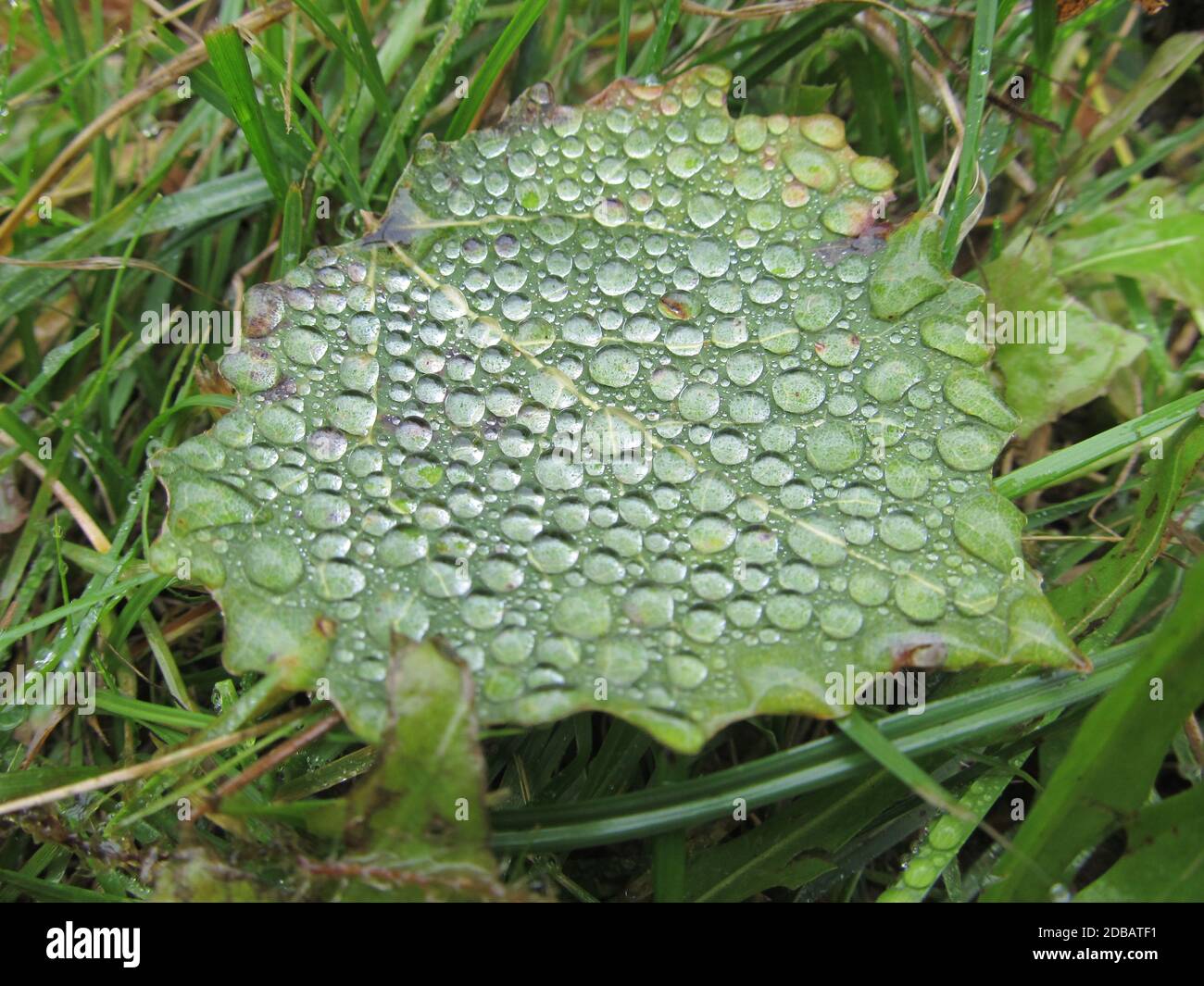 Blätter Stockfoto