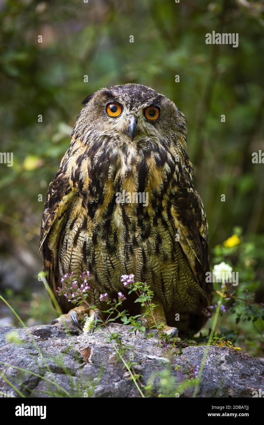 Interessierte eurasische Adler-Eule, Bubo-Bubo, Blick in die Kamera von vorne. Alarm Wildvogel mit schwarzen und braunen Federn und orange Augen sitzen b Stockfoto