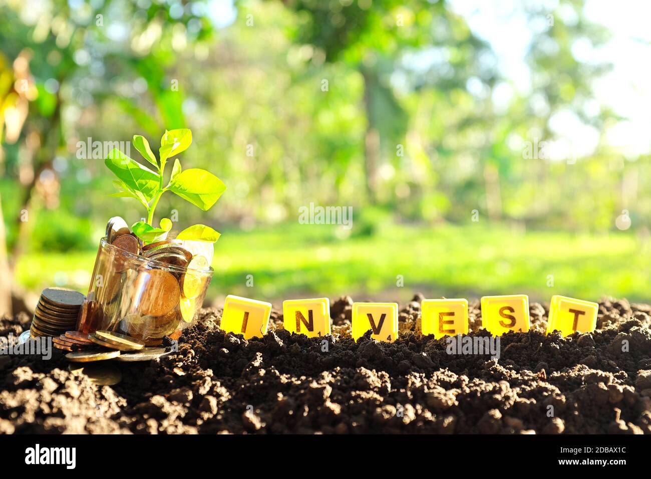 Pflanze wächst in einem Glas von Münzen mit Wort investieren in Boden bei Sonnenaufgang. Investment, Investing and Grow Money Konzept mit Kopierplatz. Stockfoto