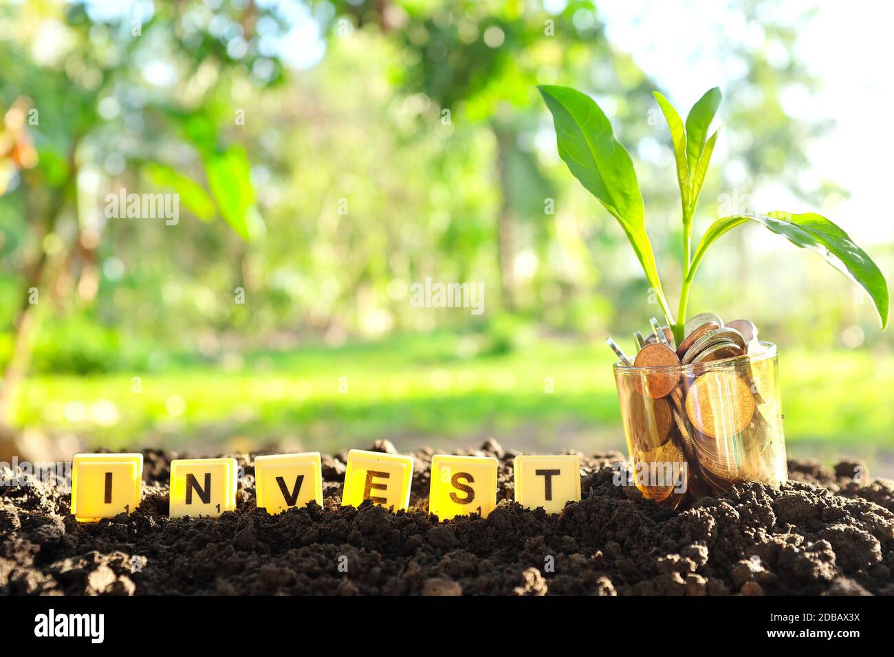 Pflanze wächst in einem Glas von Münzen mit Wort investieren in Boden bei Sonnenaufgang. Investment, Investing and Grow Money Konzept mit Kopierplatz. Stockfoto