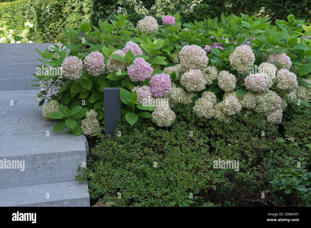 Moderne Gartenarchitektur mit rosa Hortensien Stockfoto