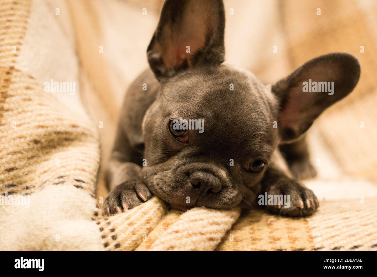 Ein grauer französischer Bulldogge-Welpe liegt auf einer kuscheligen karierten Decke Stockfoto