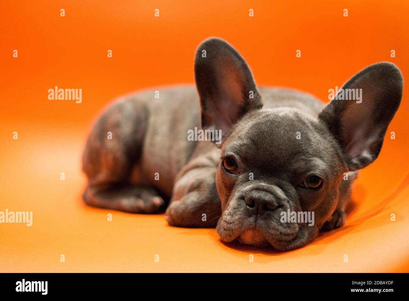 Ein trauriger Welpe liegt auf seinen Pfoten, auf einem hellen Hintergrund Stockfoto