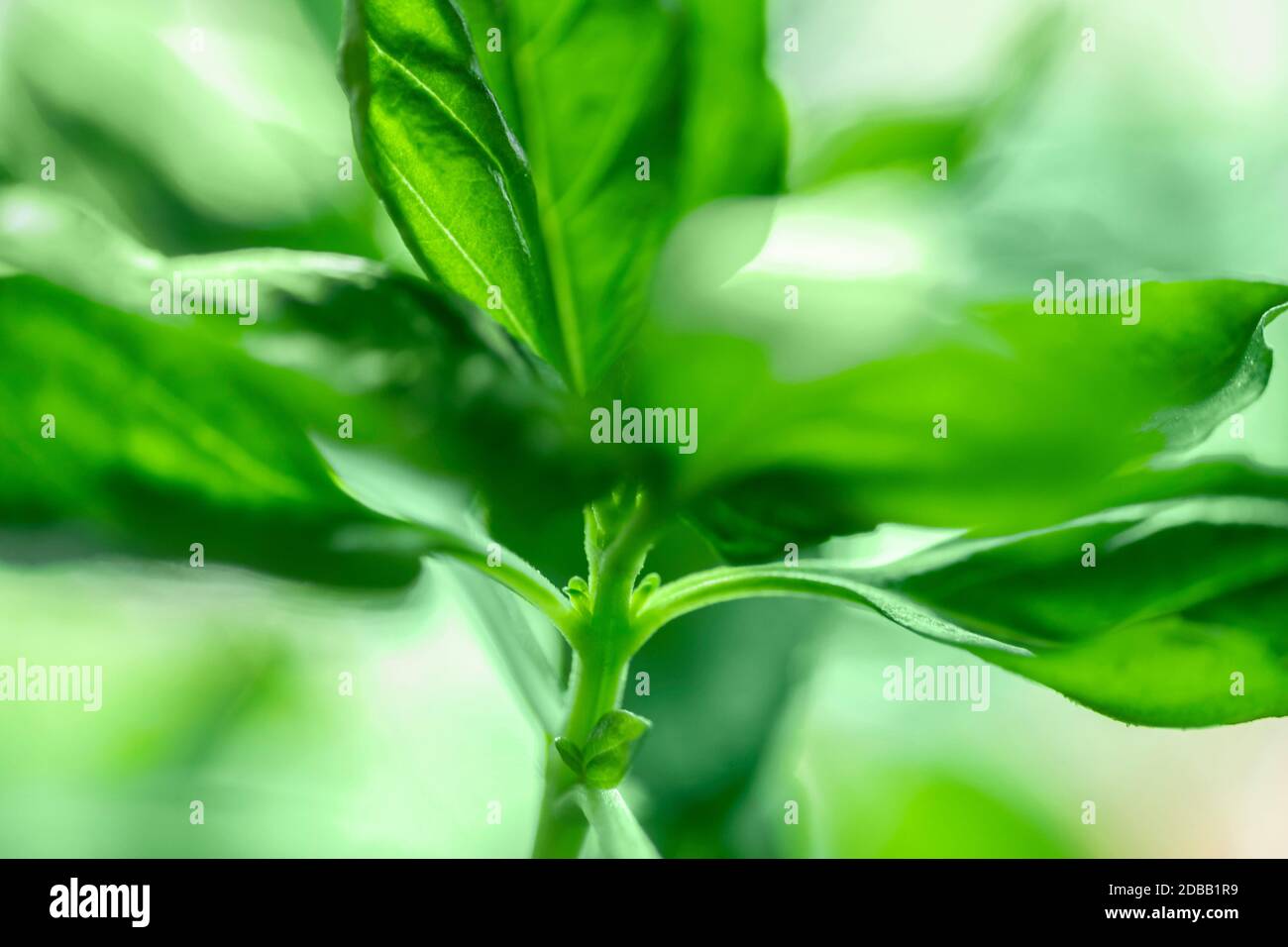 Nahaufnahme von frischem grünem Basilikum Stockfoto