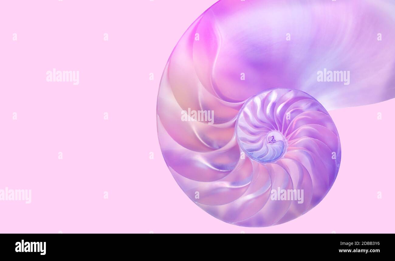 Nautilus Schale auf rosa Hintergrund Stockfoto