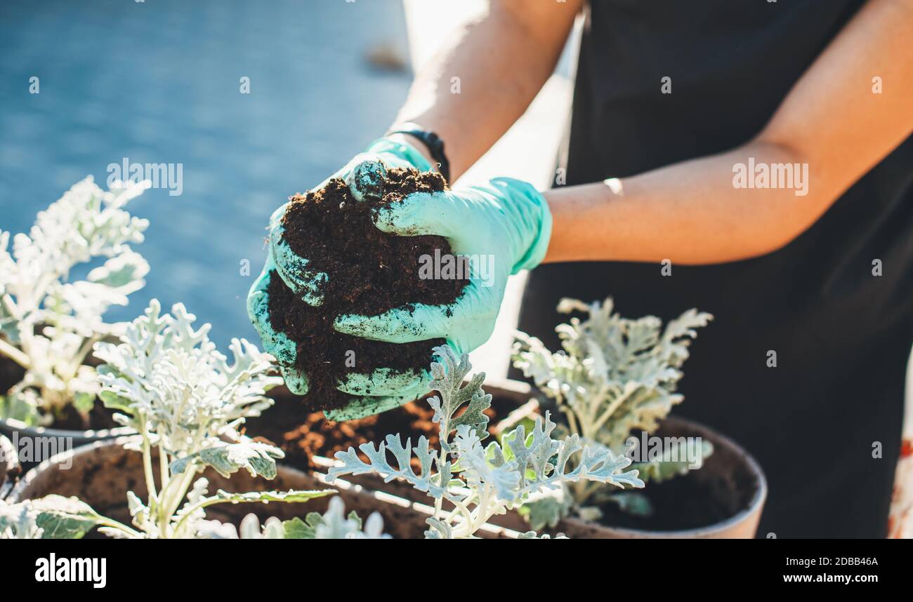 Nahaufnahme Foto einer kaukasischen Frau in Handschuhen eintopfen Blumen Pflanzen und die Töpfe vorbereiten Stockfoto