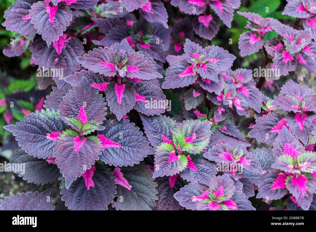 Pink Purple Green Coleus im Perdana Botanical Garden, Kuala Lumpur, Malaysia. Stockfoto